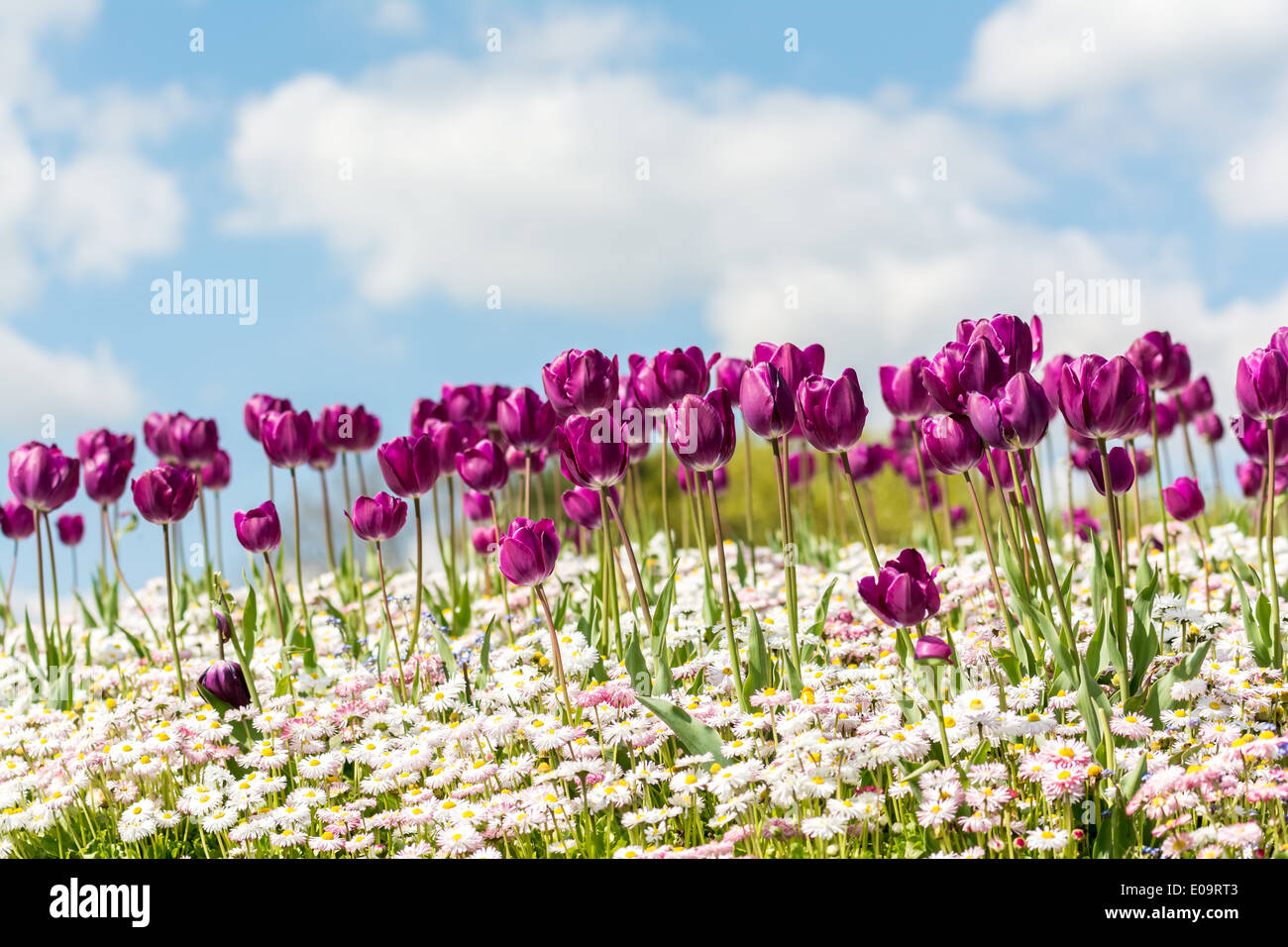 Pink tulips blue sky hi-res stock photography and images - Alamy