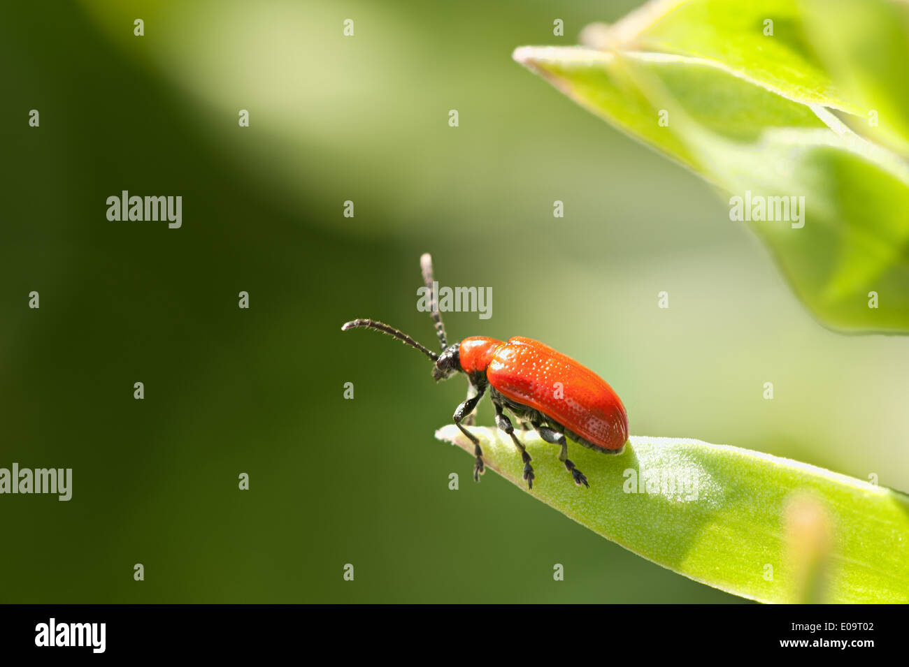 Red Lily Beetle Lilioceris lilii on developing white lily plant flower but will be destroyed by the larvae laid by these beetles Stock Photo