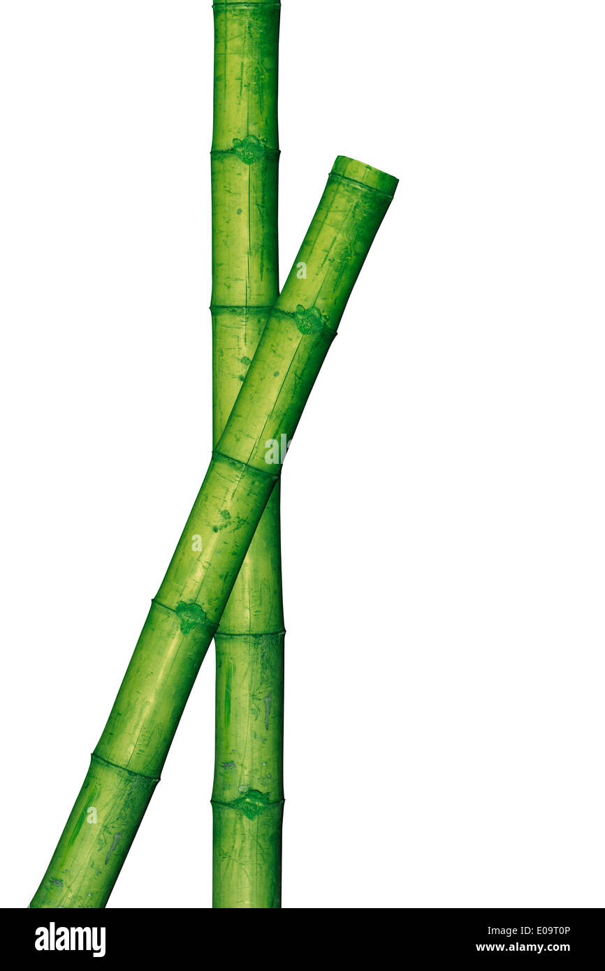Two green bamboo sticks in front of white background Stock Photo Alamy