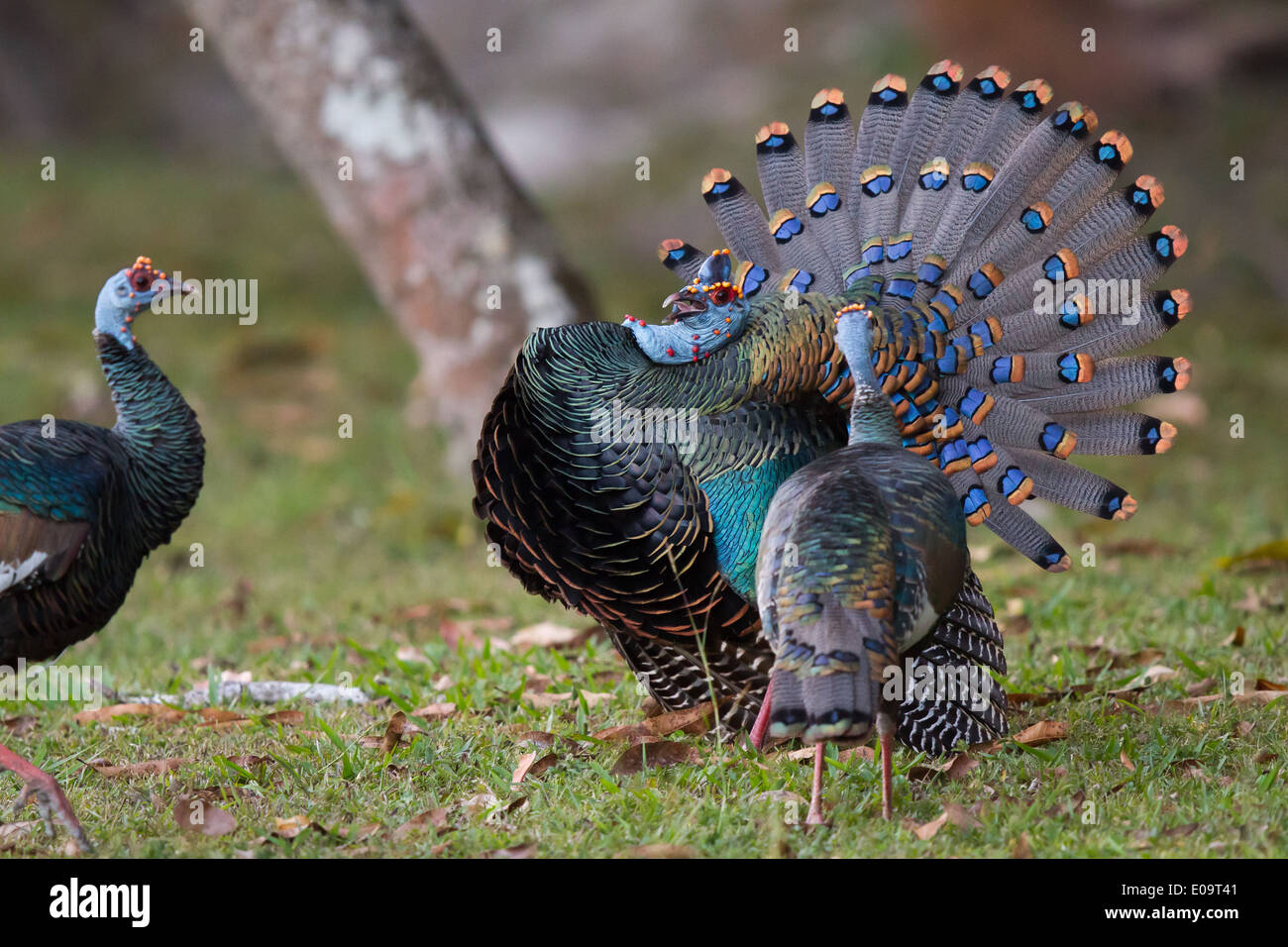 male Ocellated Turkey (Meleagris ocellata) displaying to two females