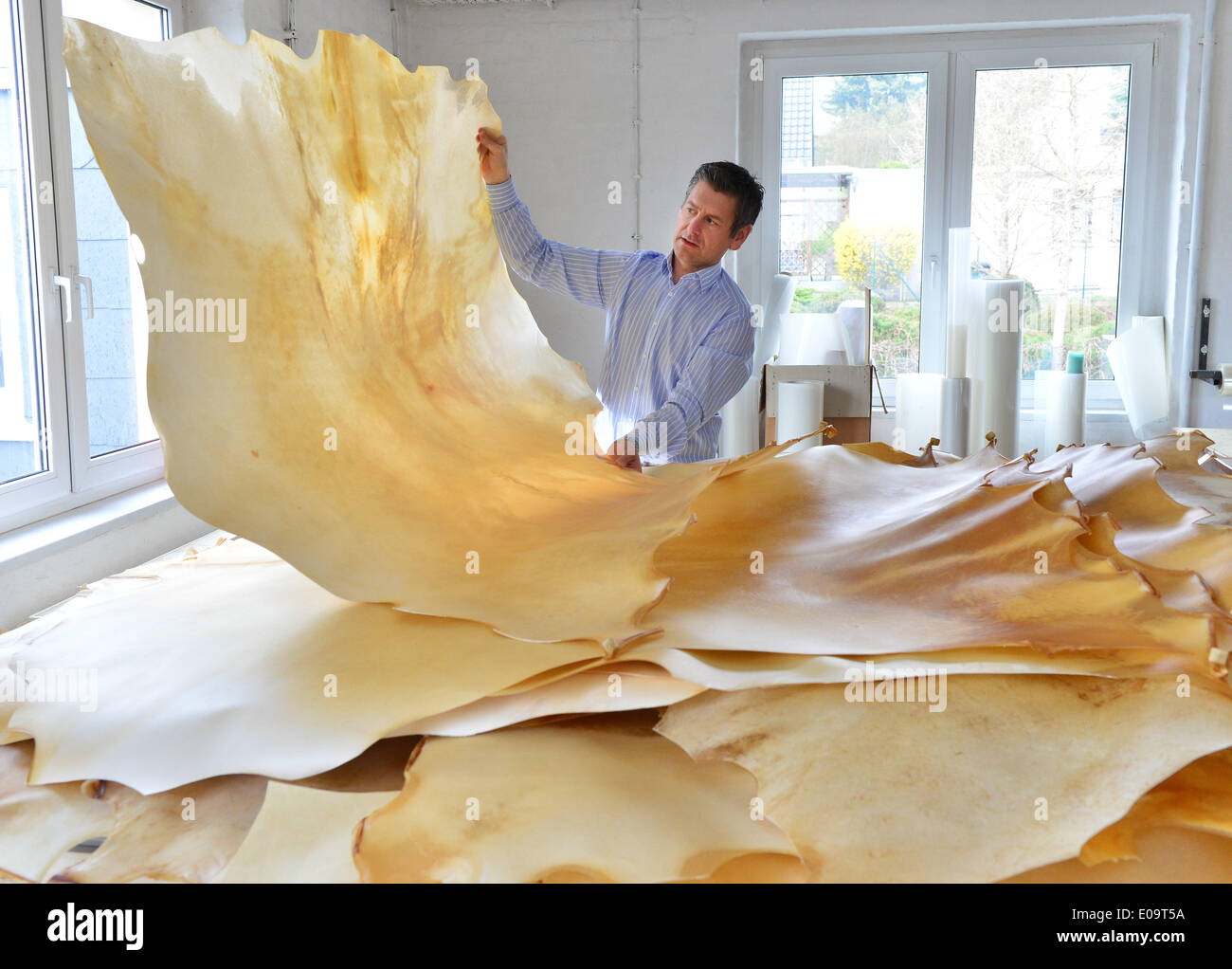 Altenburg, Germany. 24th Mar, 2014. Managing director Steffen Kerbs of parchment manufacturer 'Altenburger Pergament & Trommelfell GmbH' examines a sheet of parchment in Altenburg, Germany, 24 March 2014. The company was founded in 1882 and is nowadays one of the last remaining producers of parchments in Germany. Photo: Martin Schutt/dpa/Alamy Live News Stock Photo