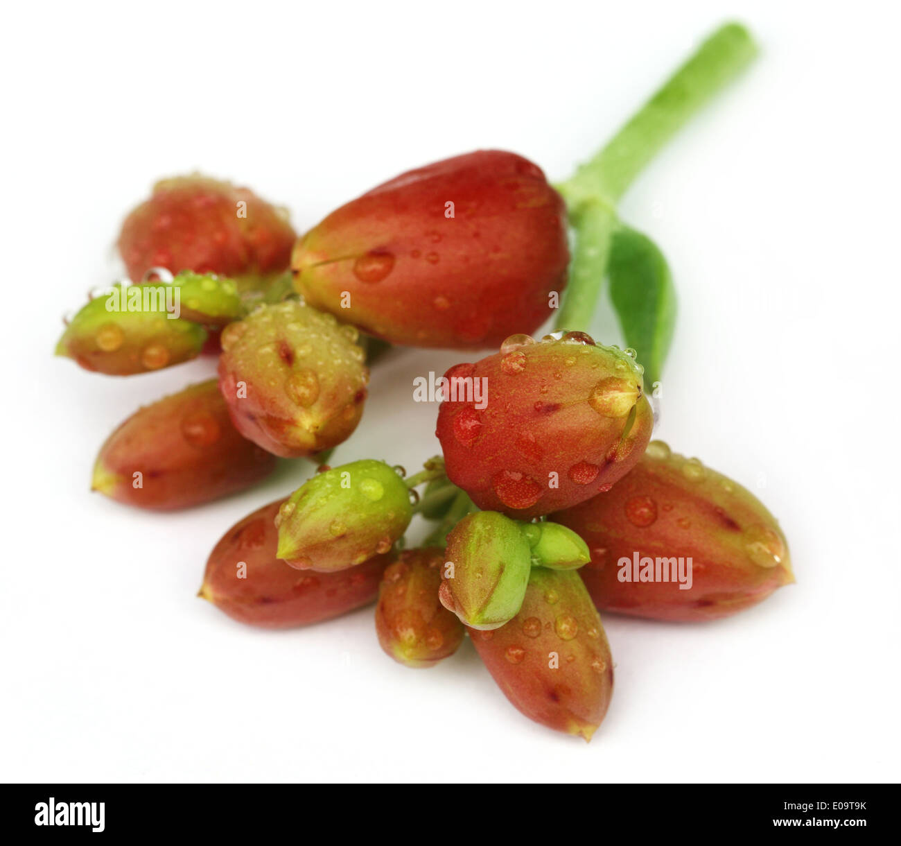 Herbal Kalanchoe flowers over white background Stock Photo