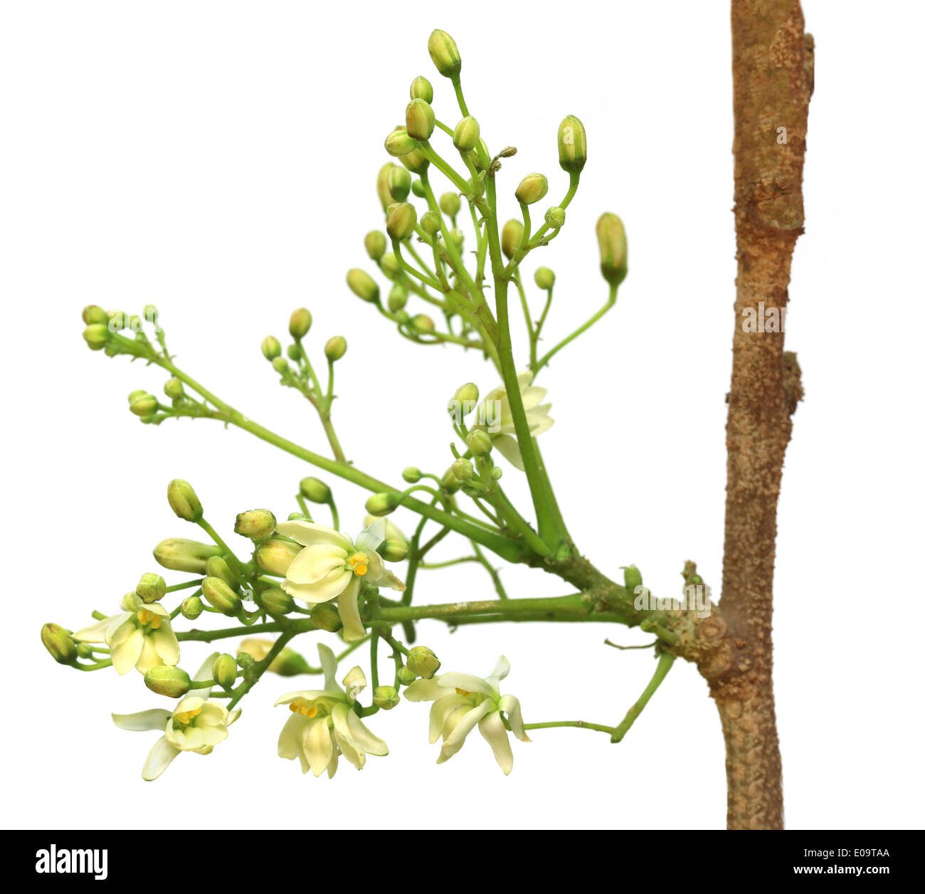 Edible moringa flower over white background Stock Photo Alamy