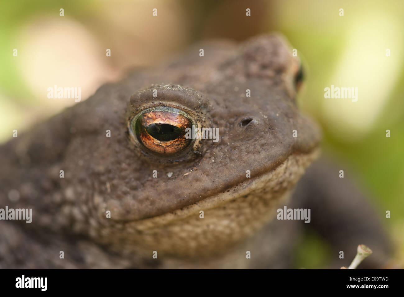 Toad of toad hall hi-res stock photography and images - Alamy