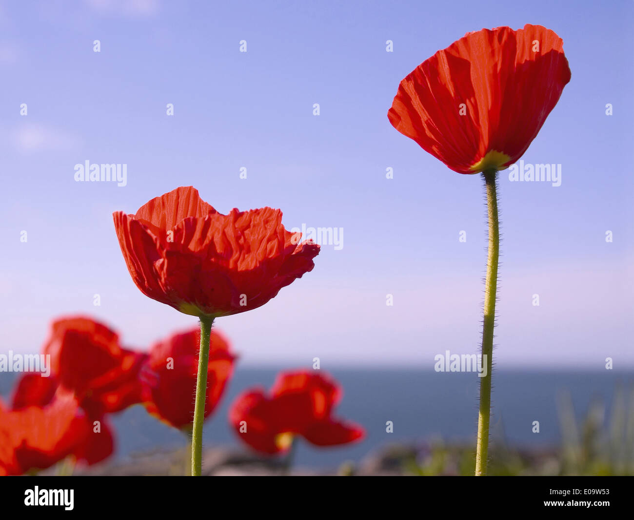 Red poppies against blue sky and sea Stock Photo - Alamy