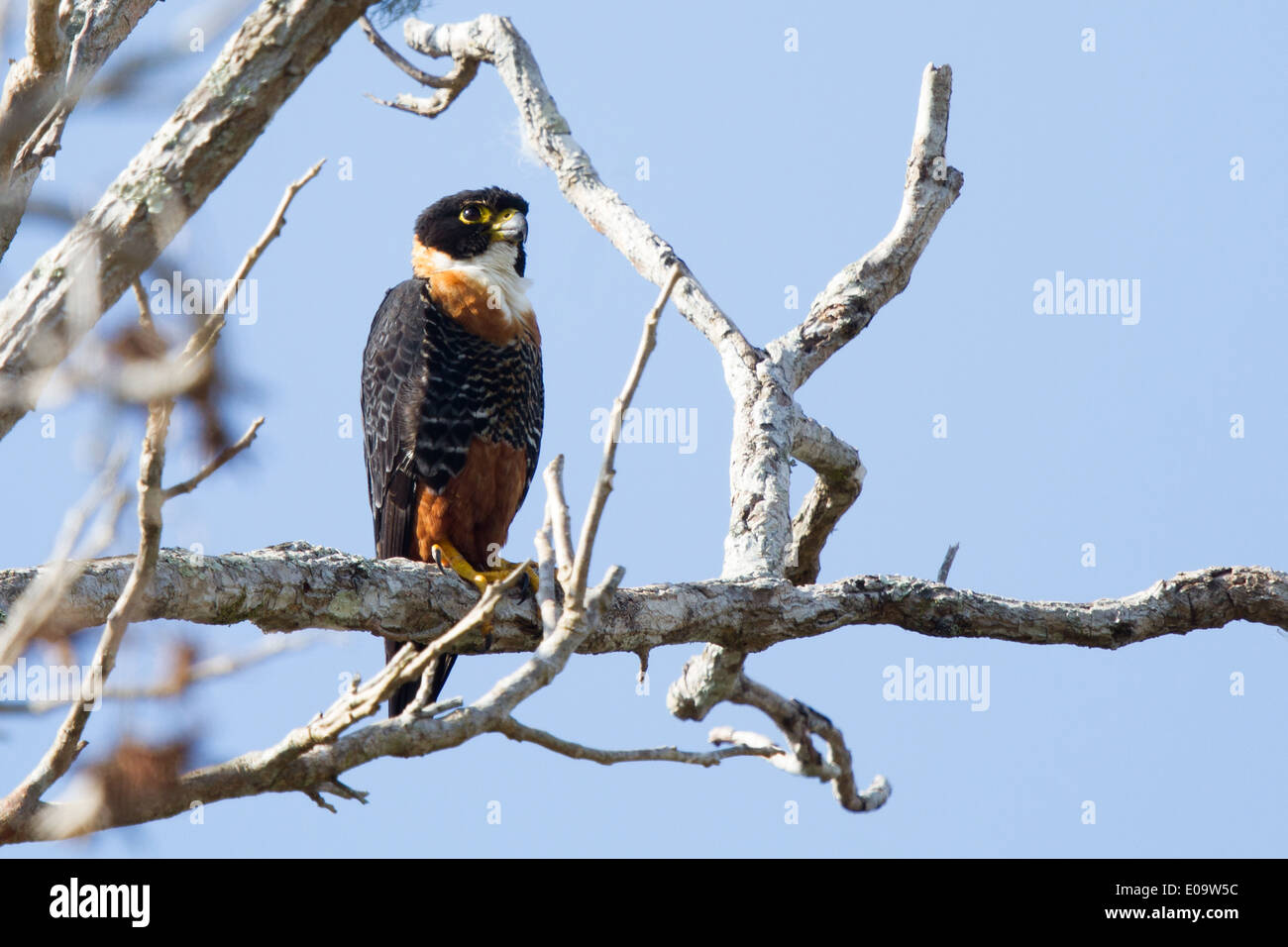 Orange-breasted Falcon (Falco deiroleucus) Stock Photo
