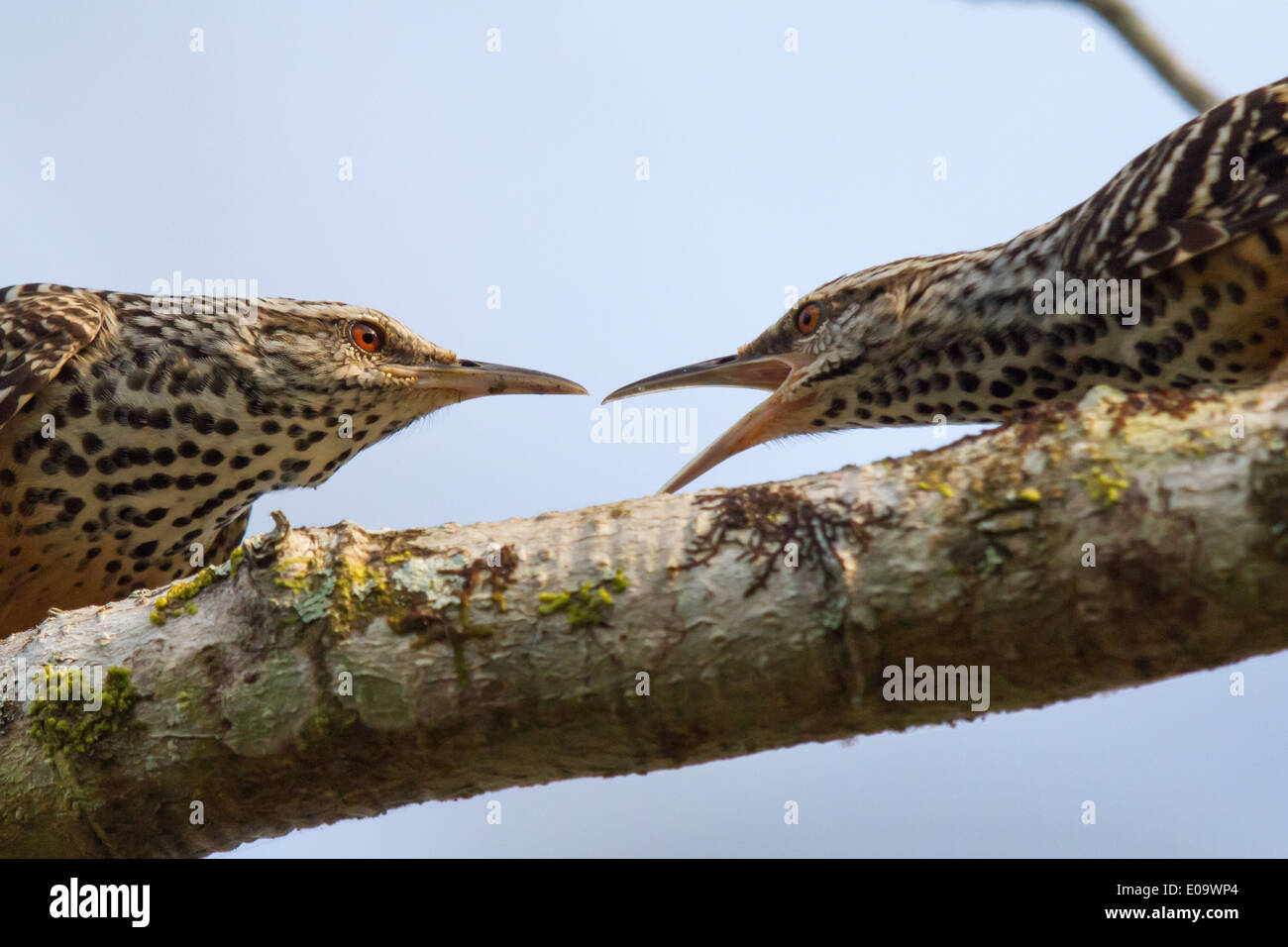 pair of Band-backed Wrens (Campylorhynchus zonatus) Stock Photo