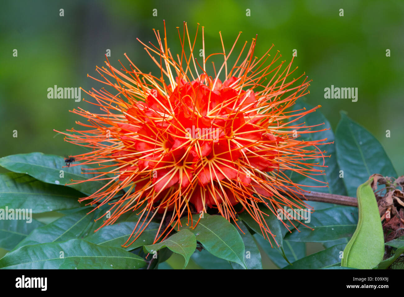 Panama Flame (Brownea macrophylla) flower Stock Photo