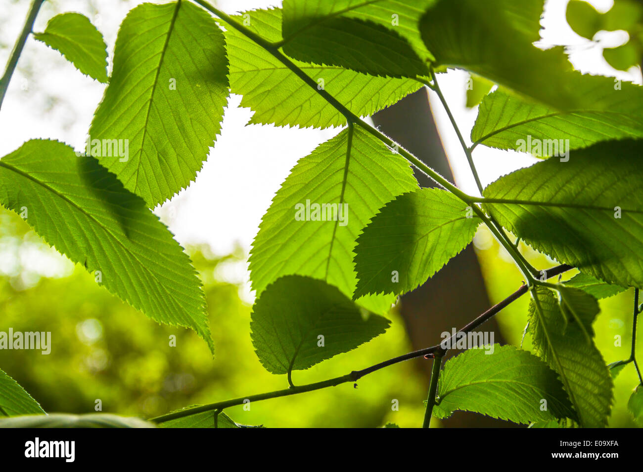 Spring tree leaf growth hi-res stock photography and images - Alamy