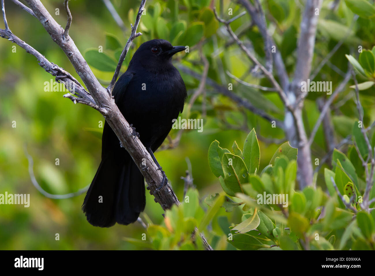 Black Catbird (Melanoptila glabrirostris) Stock Photo