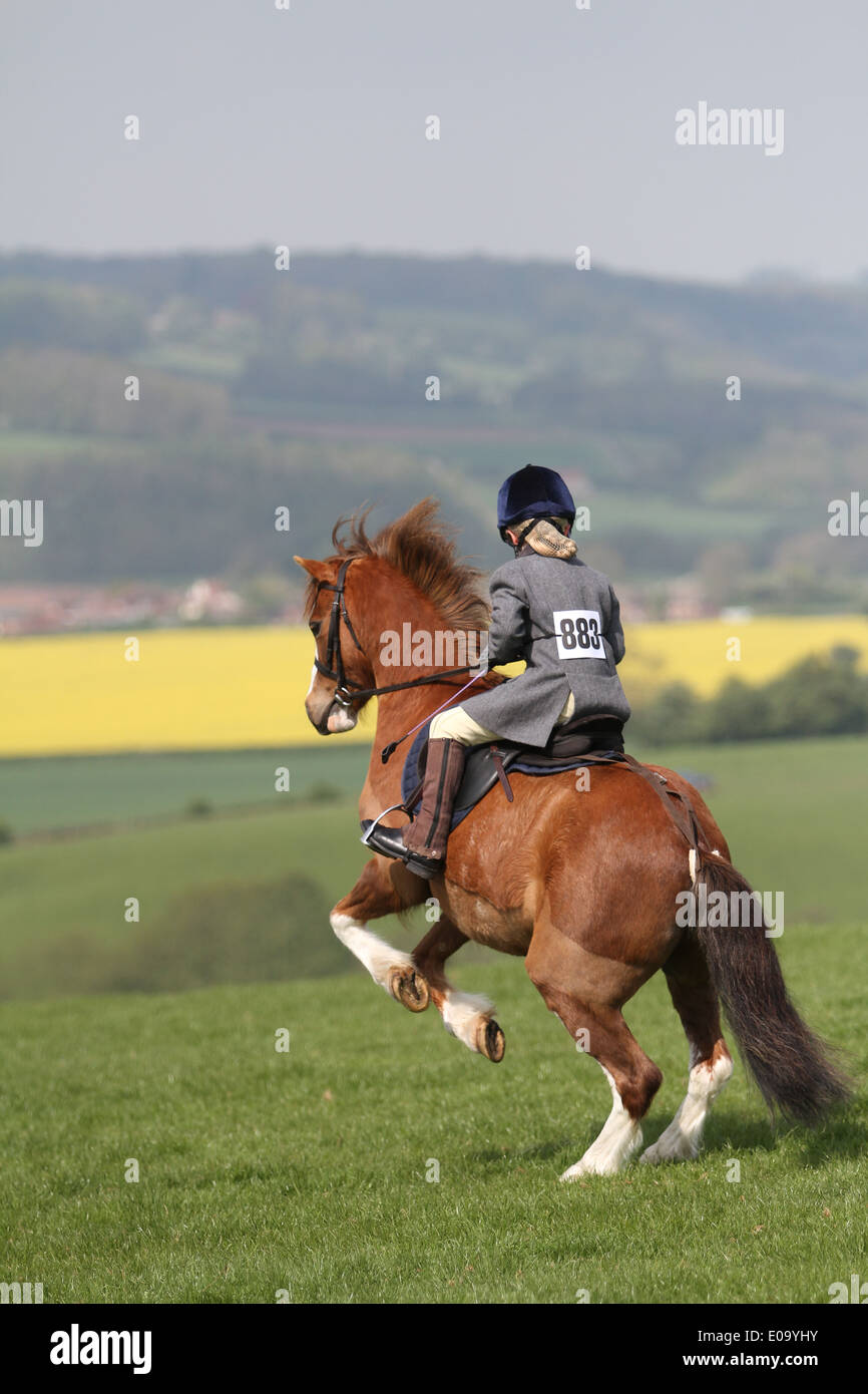 A misbehaving horse at a local show Stock Photo