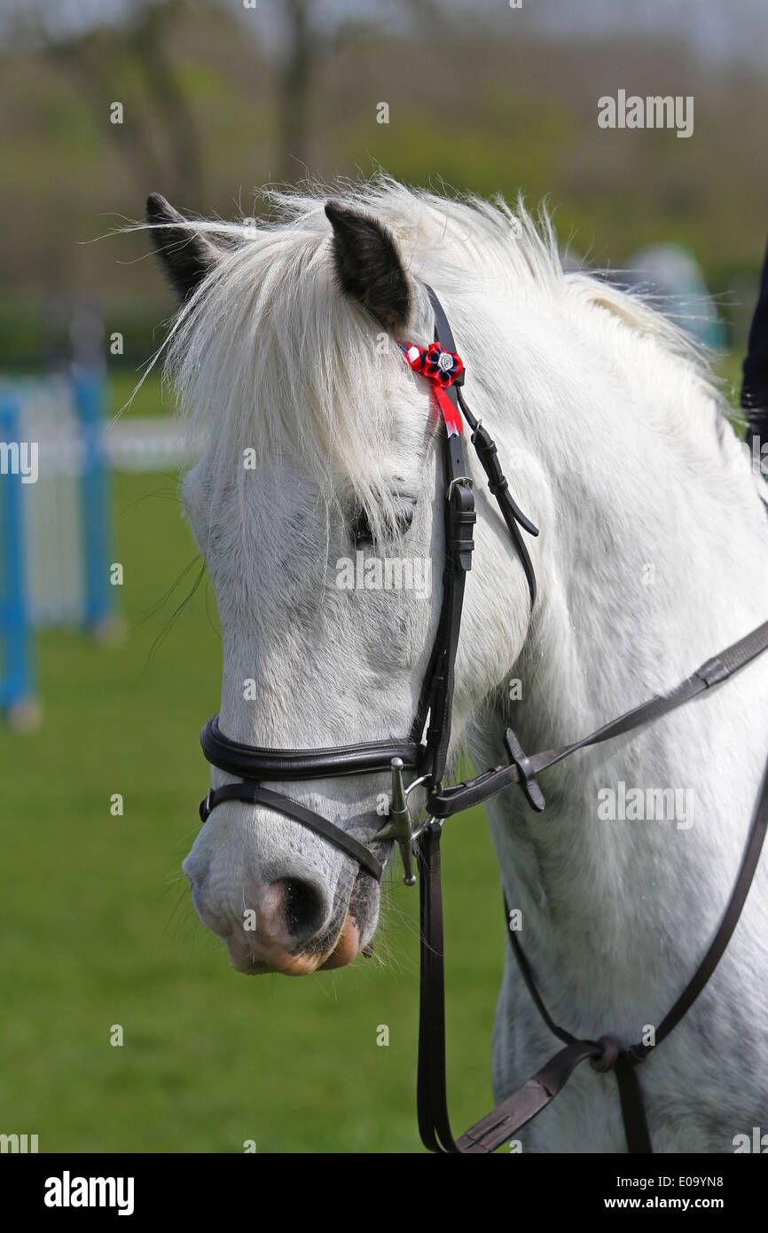 A beautiful head shot of a Grey pony standing with his ears pricked Stock Photo