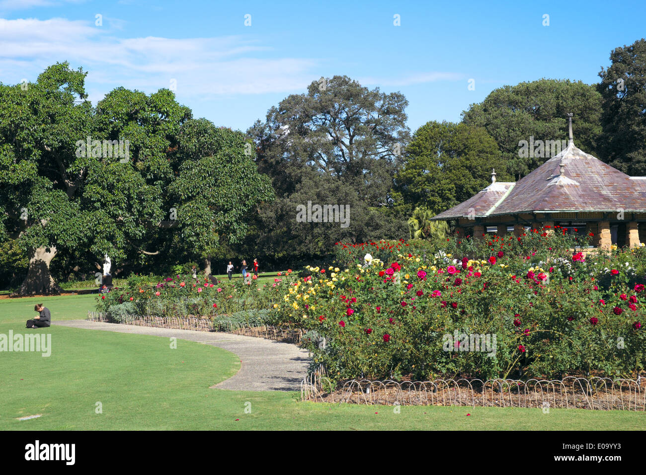 rose garden in Royal Botanic Gardens in Sydney , New South Wales, Australia Stock Photo