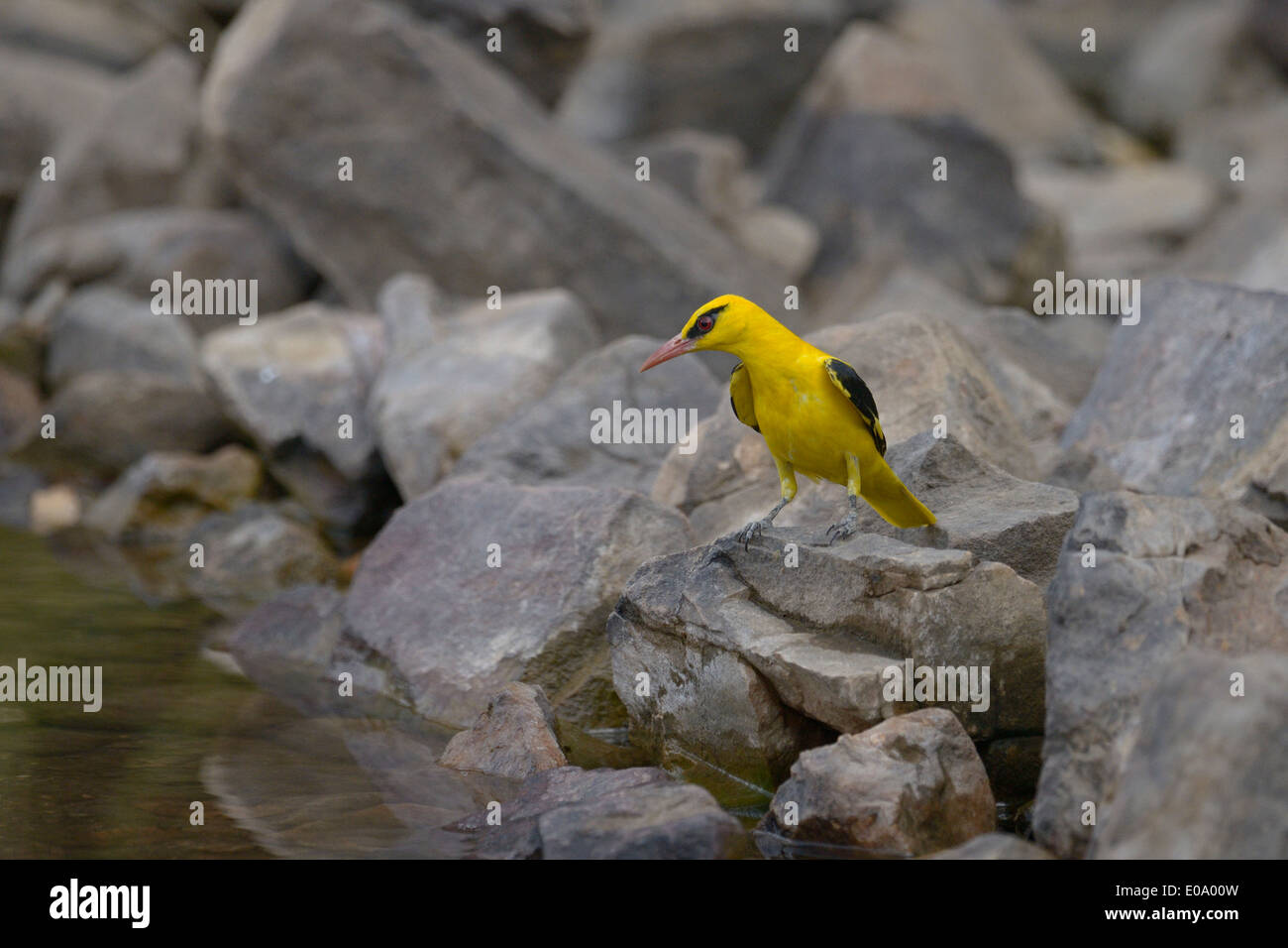 Indian Golden Oriole, Was lucky to get clear shots of a mal…