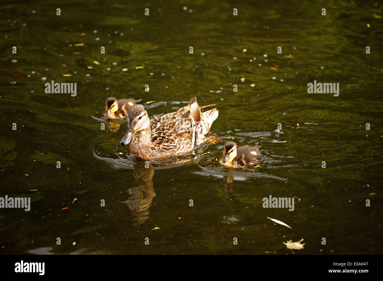 Brown ducks family in St James park,London Stock Photo