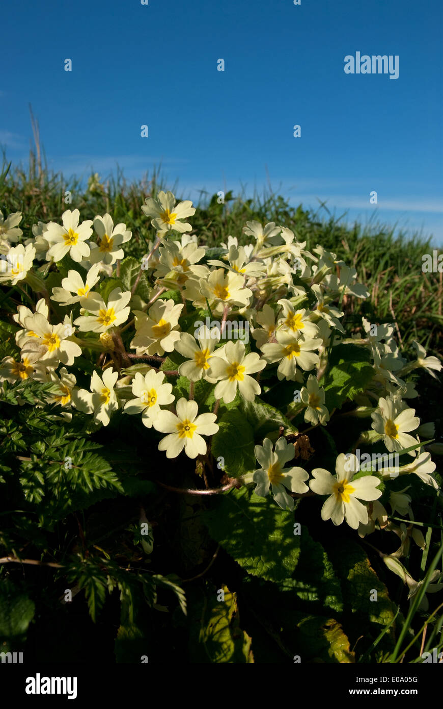 Spring in the british countryside hi-res stock photography and images ...