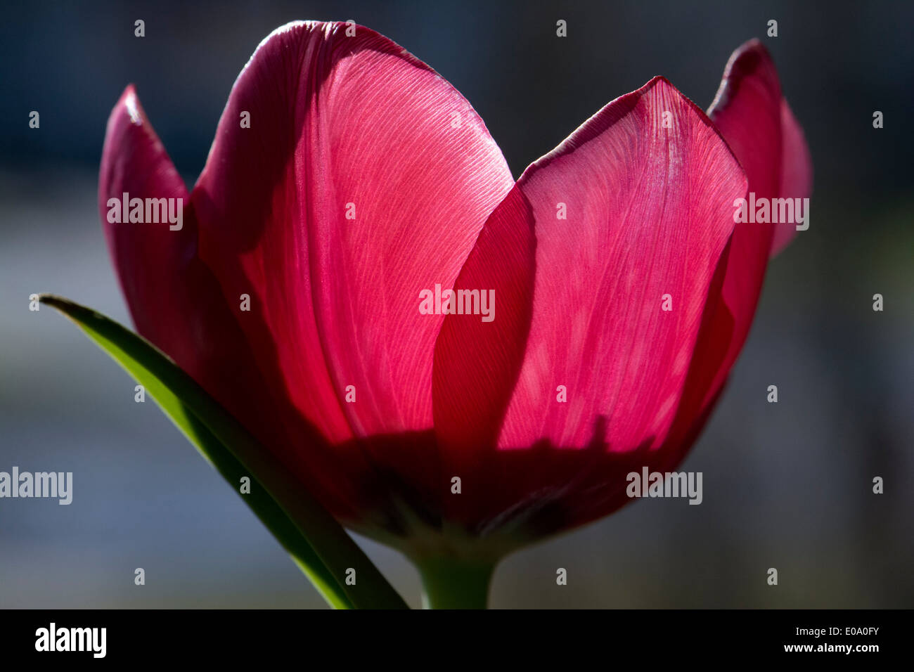 Rust Red Tulip A red Tulip Stock Photo - Alamy