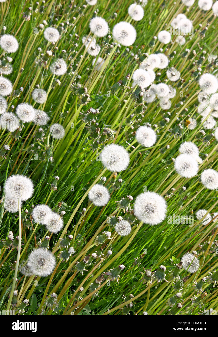 Dandelion meadow in spring hi-res stock photography and images - Alamy