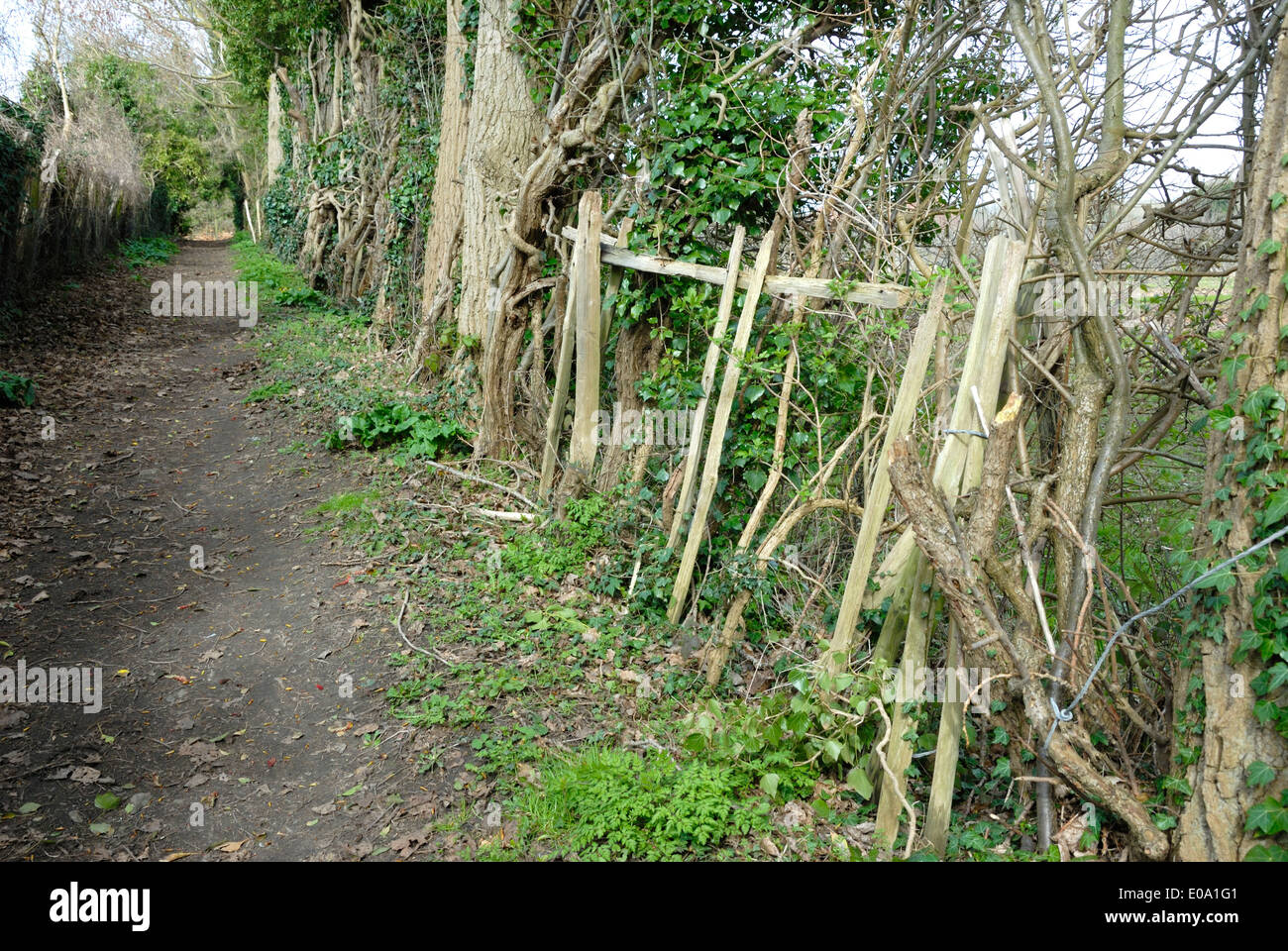 Public footpath with a badly-maintained fence. (Kent, England) Stock Photo