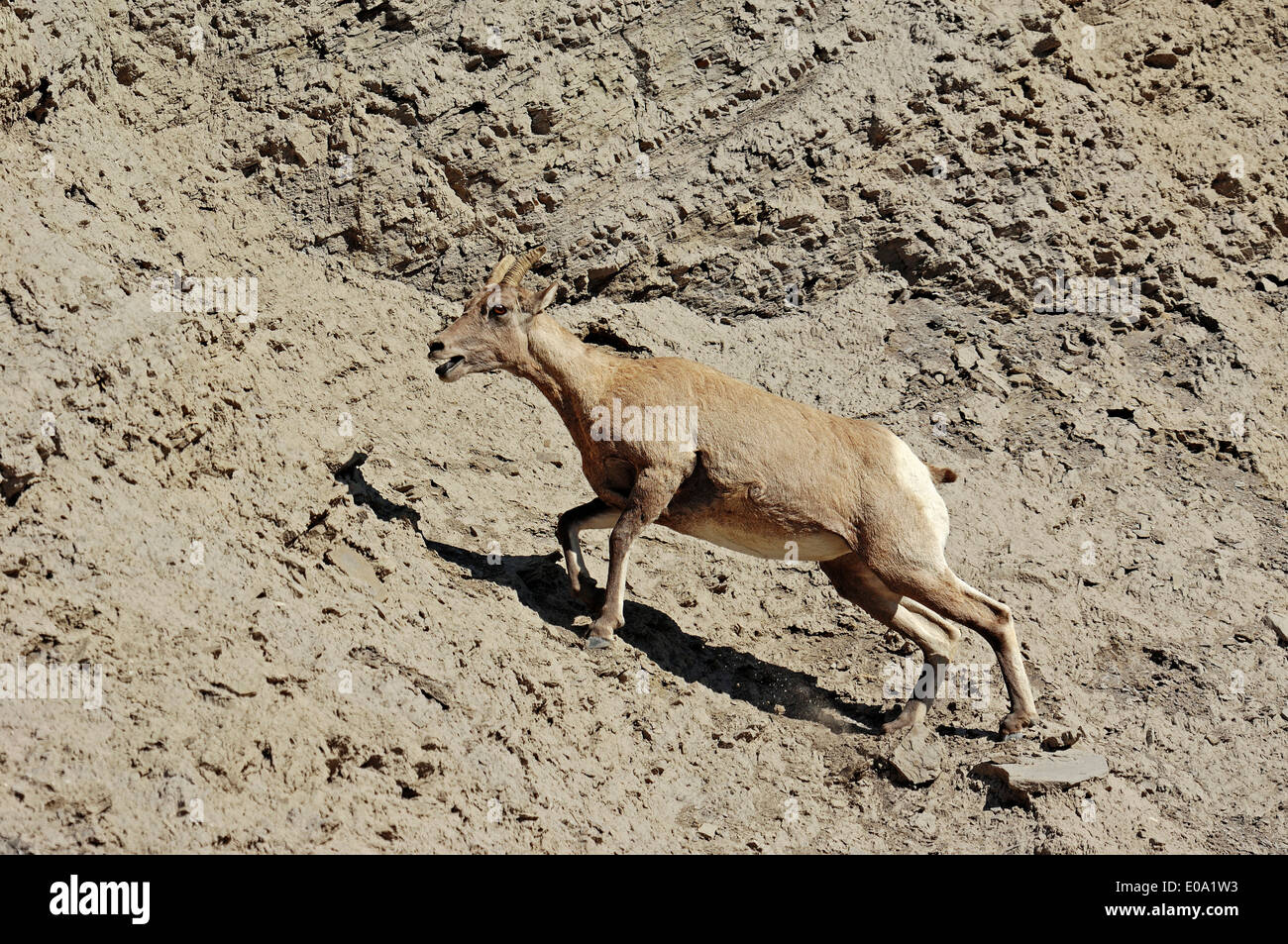 Bighorn Sheep (Ovis canadensis), female, Yellowstone national park, Wyoming, USA Stock Photo