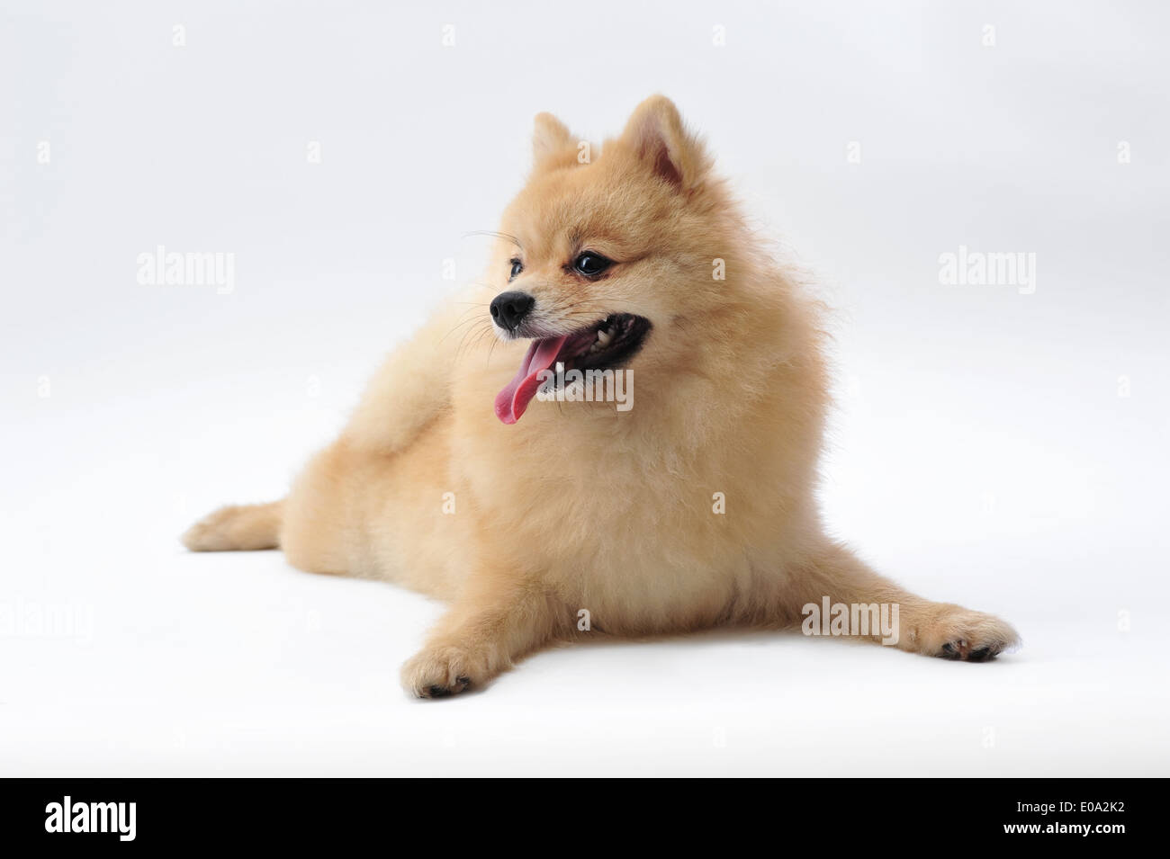 Pomeranian isolated on white Stock Photo