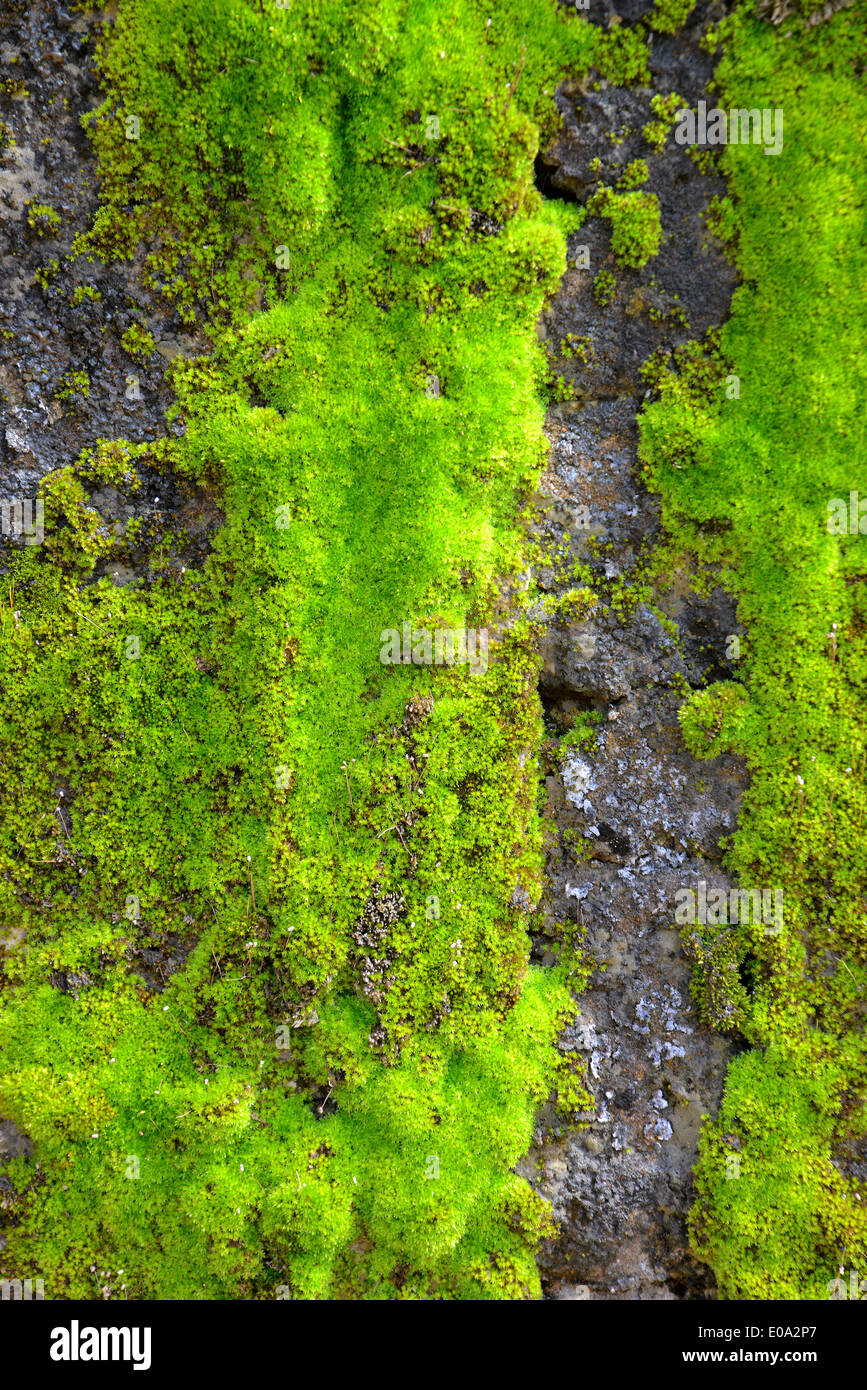 moss on wall on Green Moss On The Wall Texture Background Stock Photo Alamy