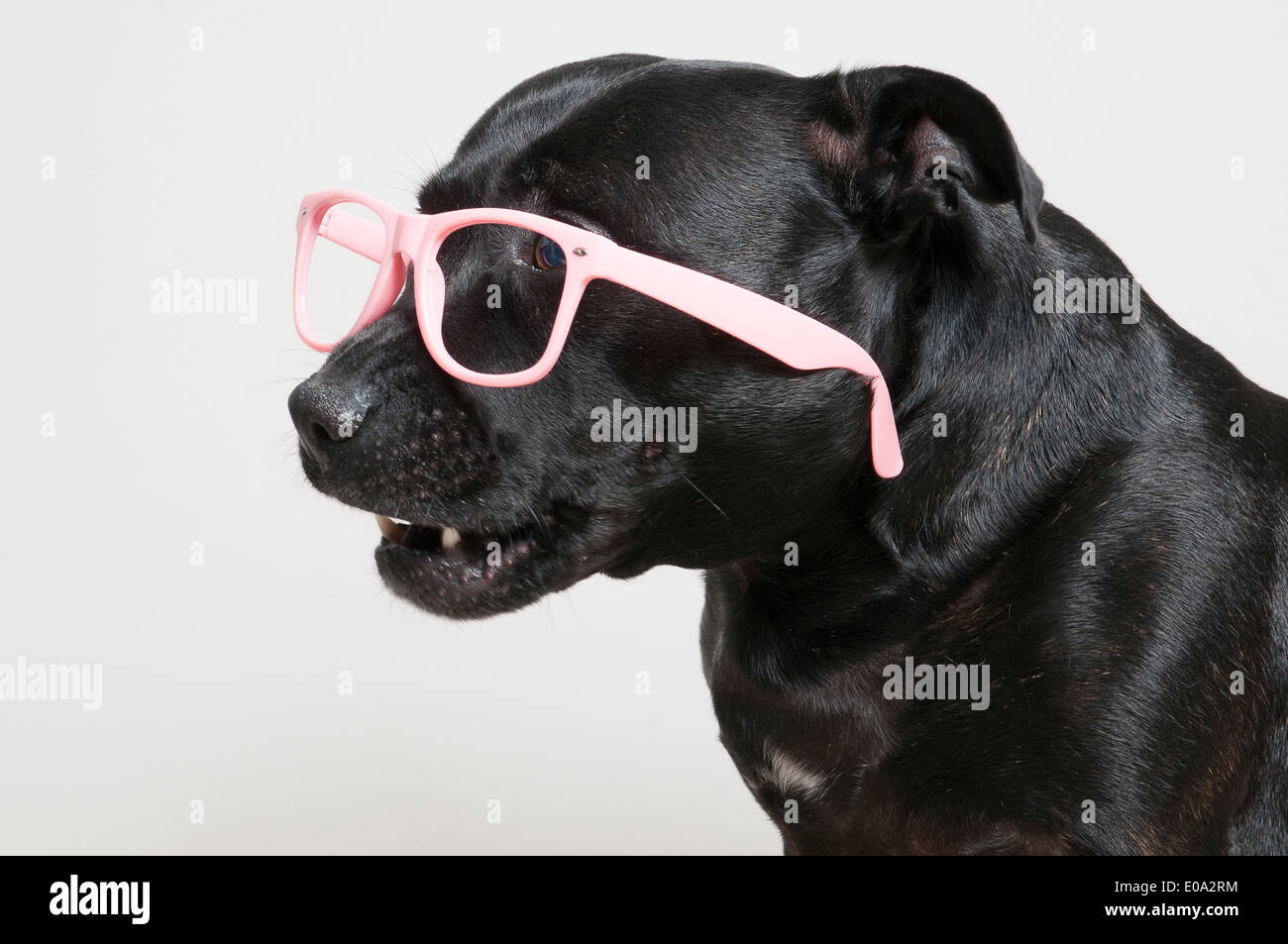 What Do Black Glasses Do For Dogs