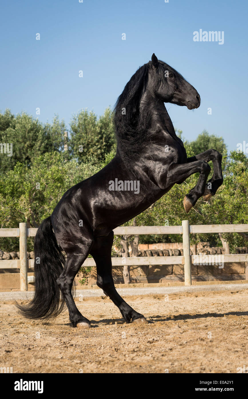Prancing horse black hi-res stock photography and images - Alamy