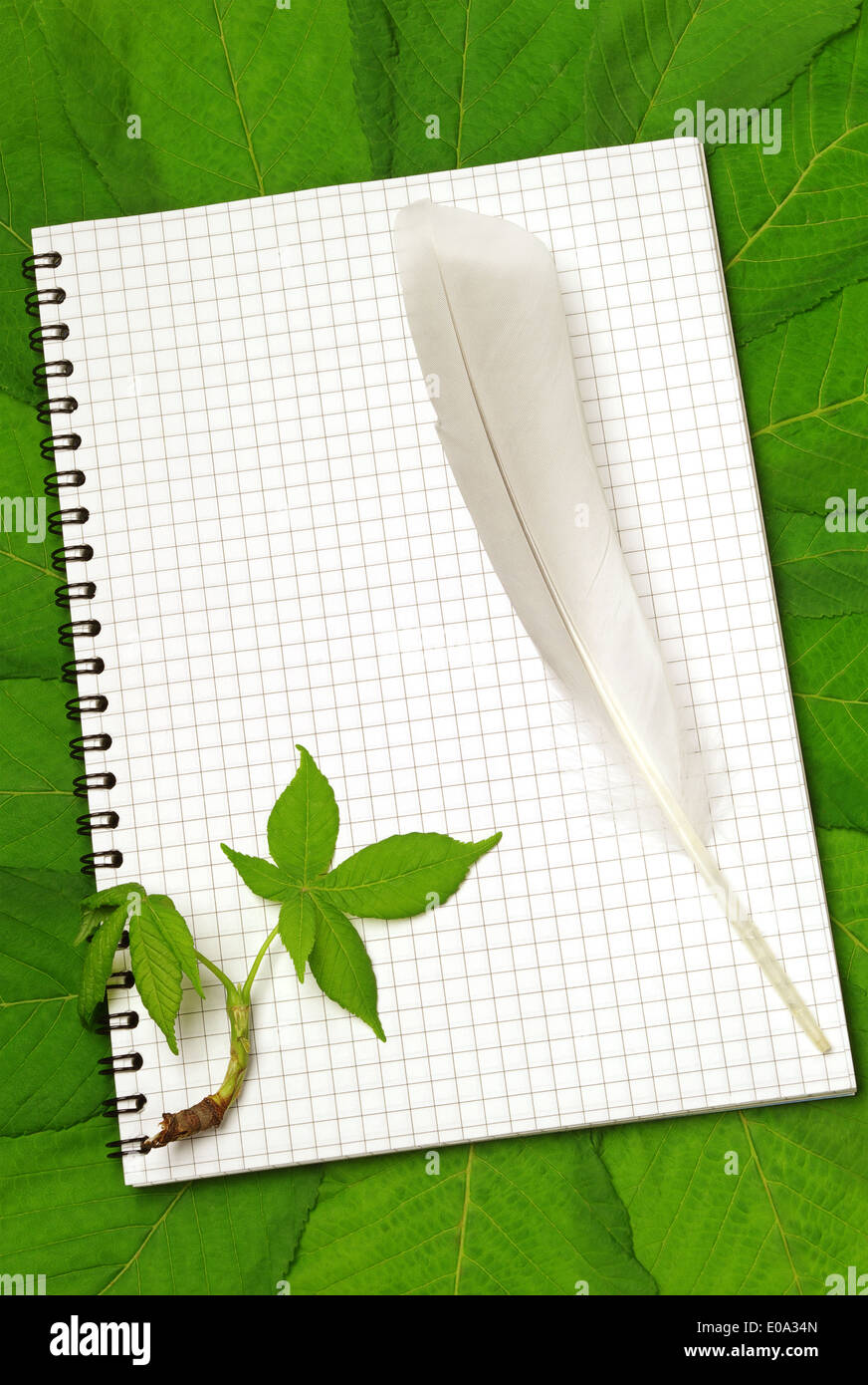 Notepad in chestnut leaves and feathers Stock Photo