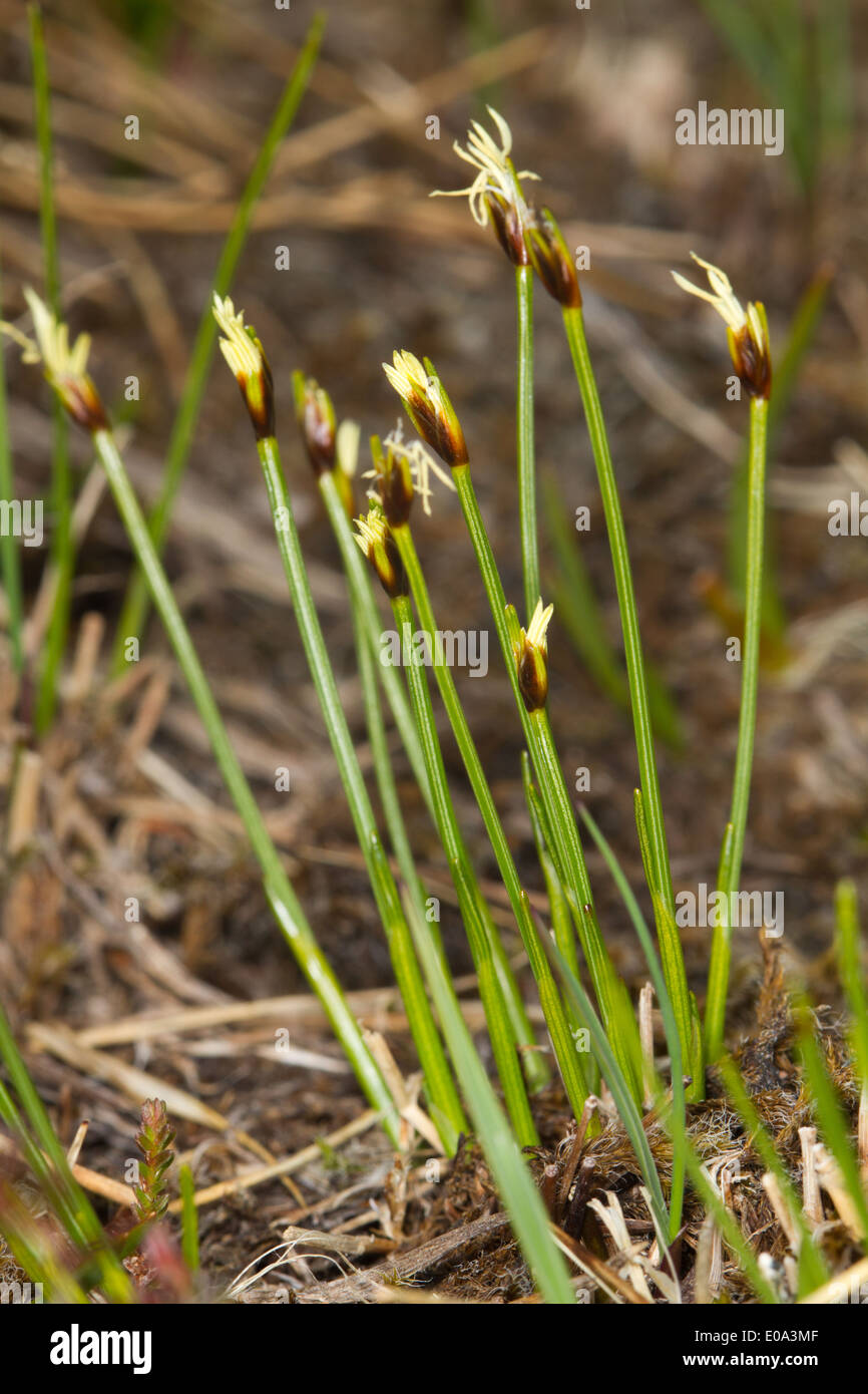 Deergrass (Trichophorum cespitosum) Stock Photo