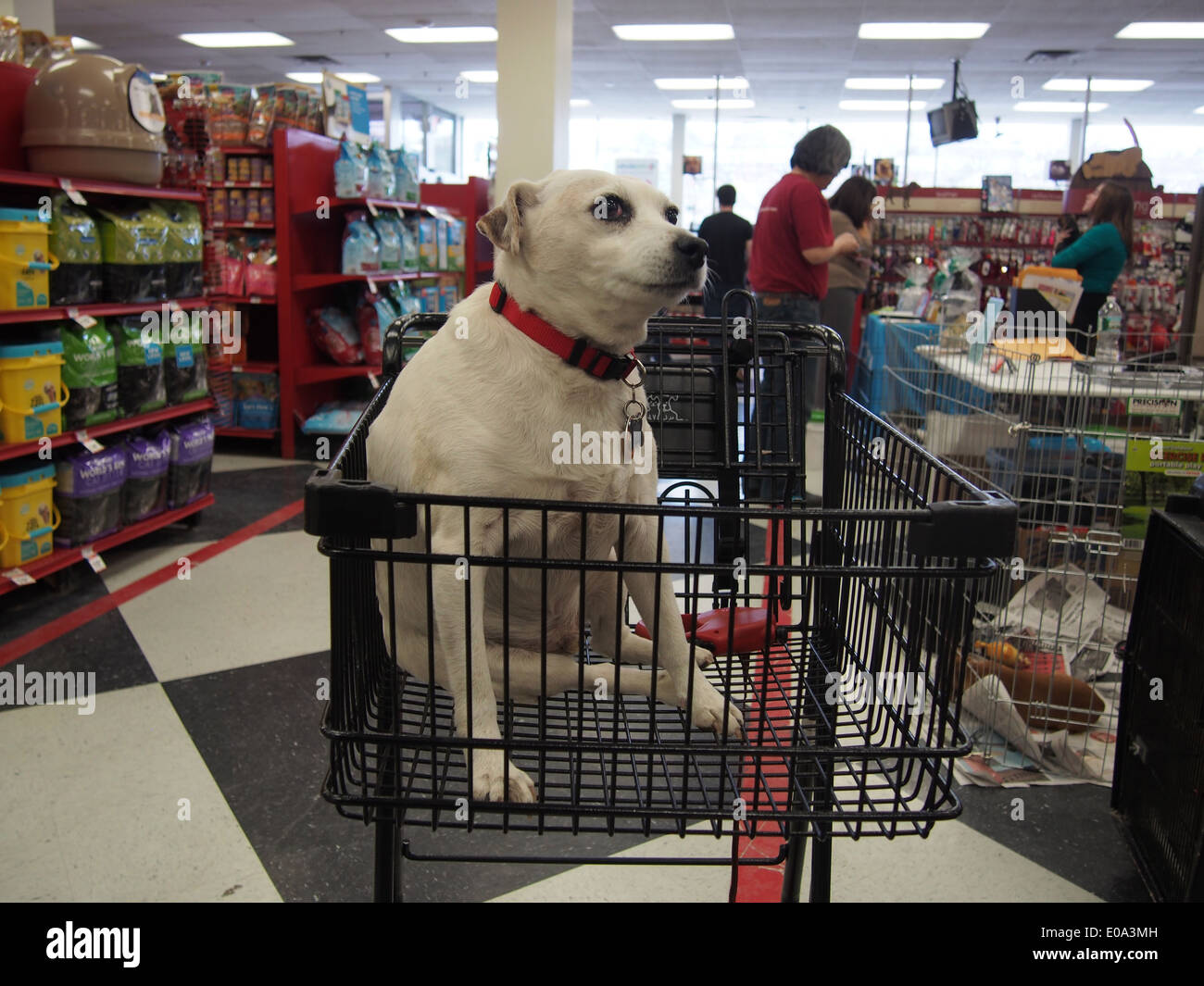 Dog Pet Products in a pet shop – Stock Editorial Photo © Murdocksimages  #100651976