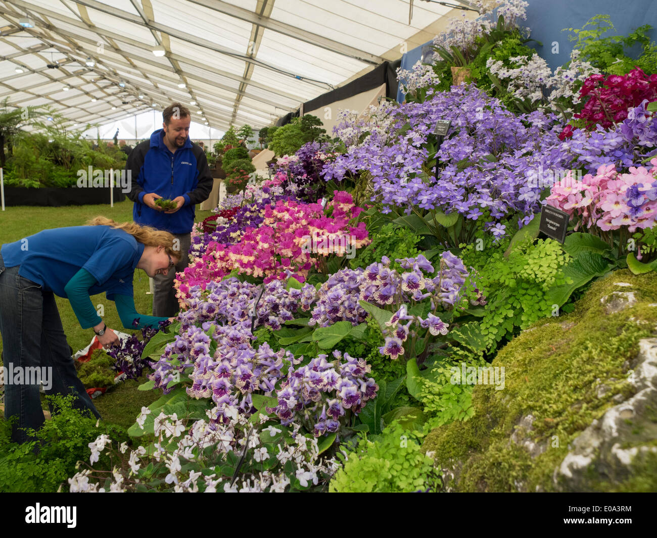 Spring Show Flowers Color Colour Rhs High Resolution Stock Photography ...