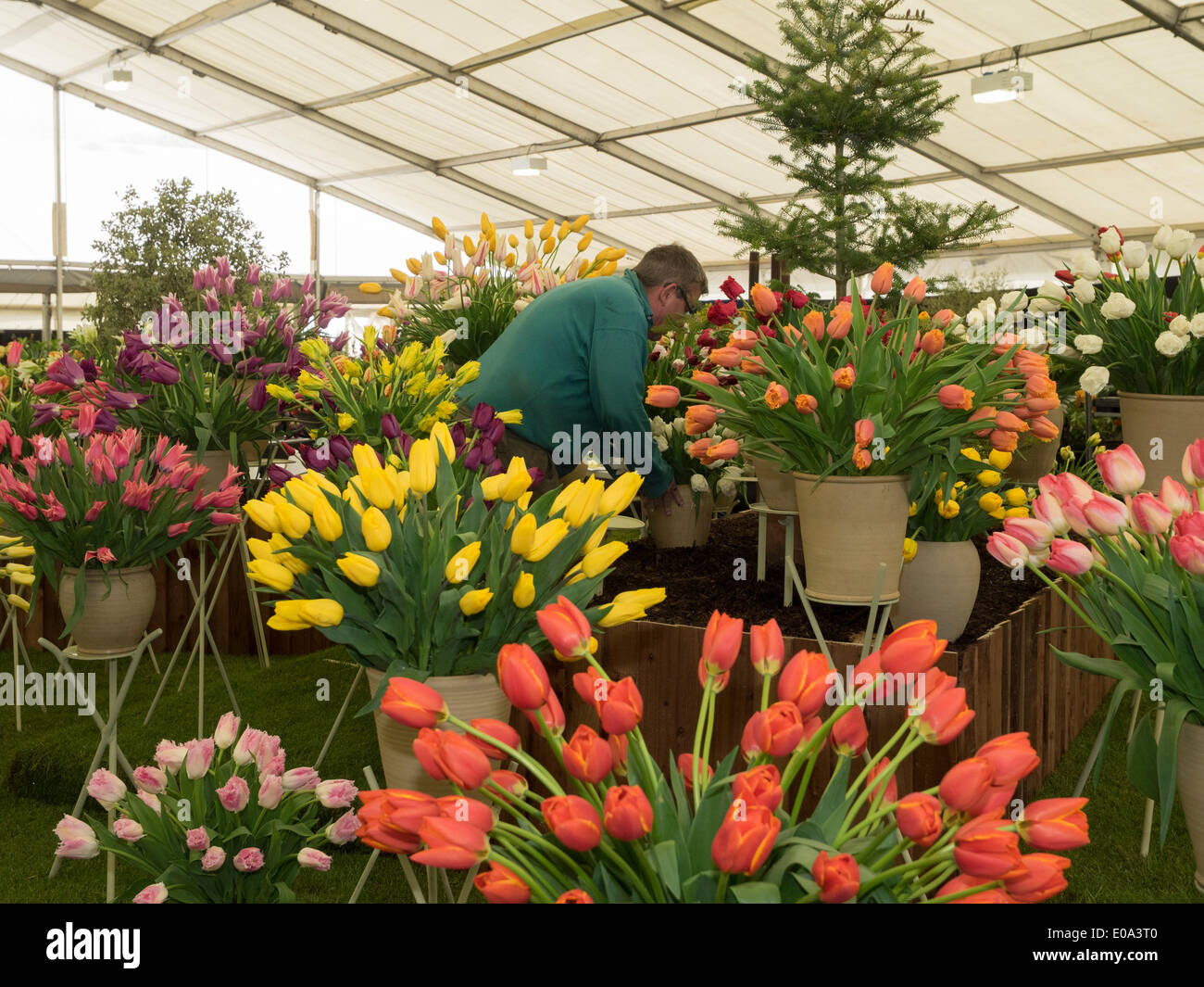 Malvern flower show hires stock photography and images Alamy