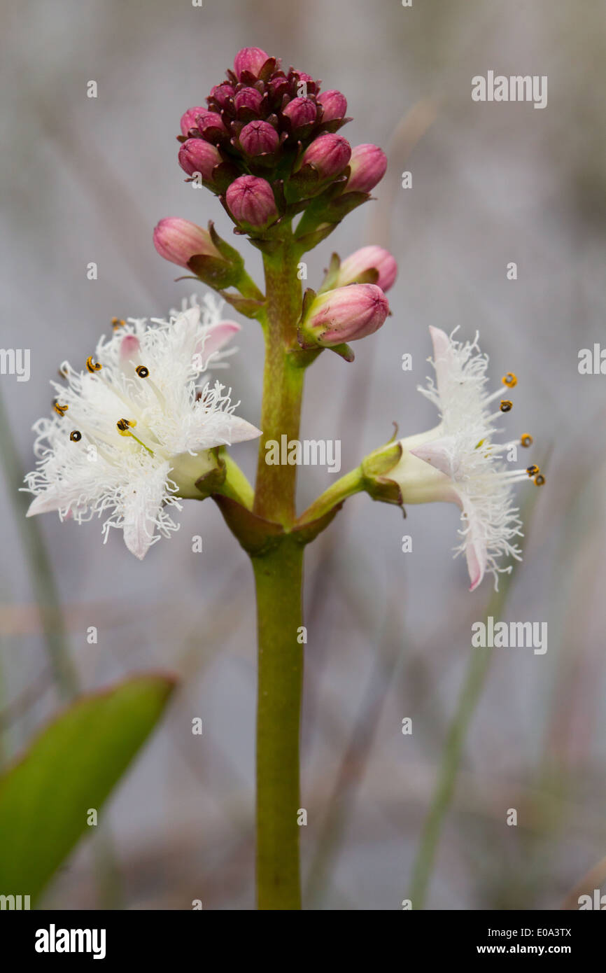 Bogbean (Menyanthes trifoliata) flower Stock Photo