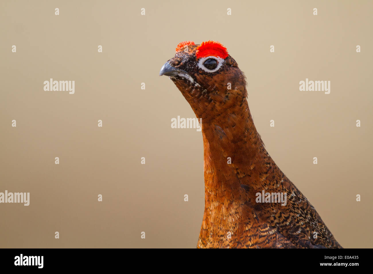 male Red Grouse (Lagopus lagopus scoticus) head Stock Photo