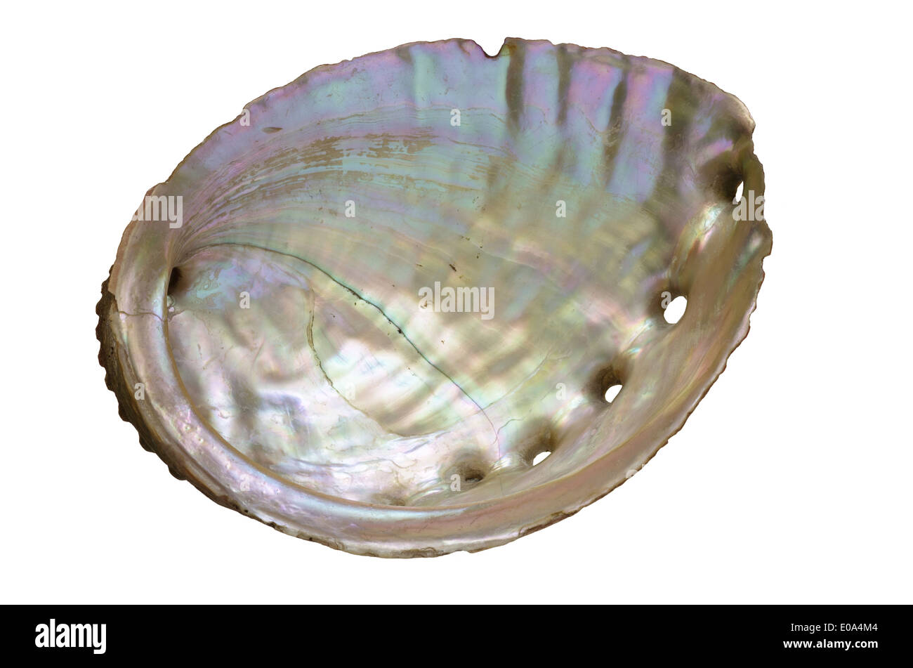 abalone shell pearly inside isolated on white Stock Photo