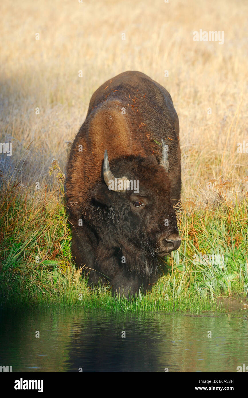 American Bison or American Buffalo (Bison bison), female, Yellowstone national park, Wyoming
