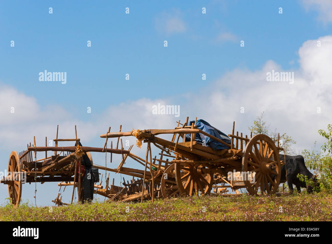 Bullock carts on farmland, Shan State, Myanmar Stock Photo