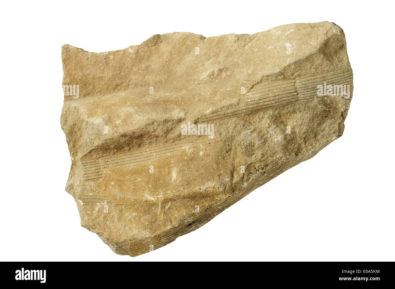 Sphenophyta or horsetail stem plant fossil isolated on white Stock Photo
