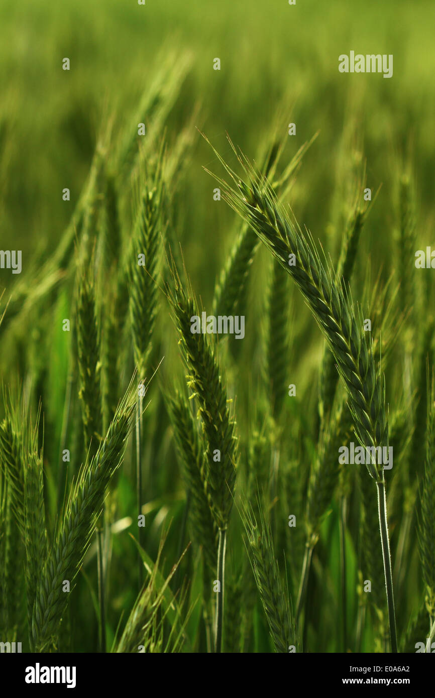 Triticale hybrid of wheat and rye corn field Stock Photo Alamy