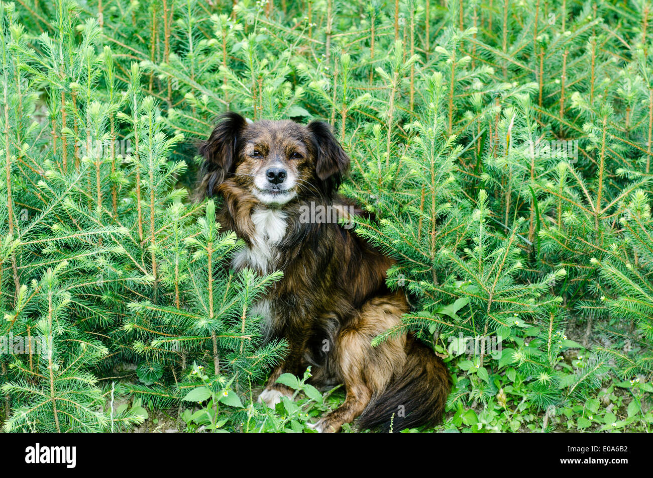 cute dog sitting in grass Stock Photo - Alamy
