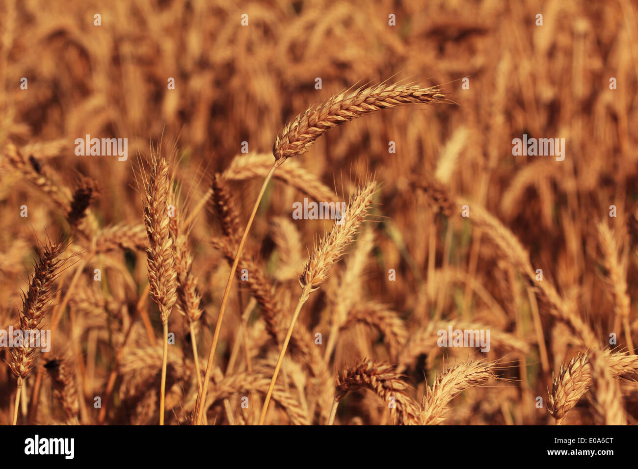 Triticale hybrid wheat rye corn hires stock photography and images Alamy