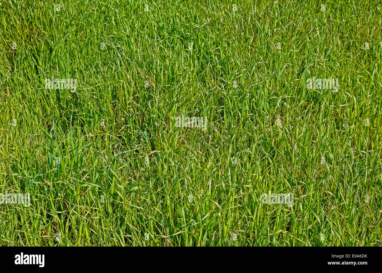 Green grass in field after rain in Greece Stock Photo