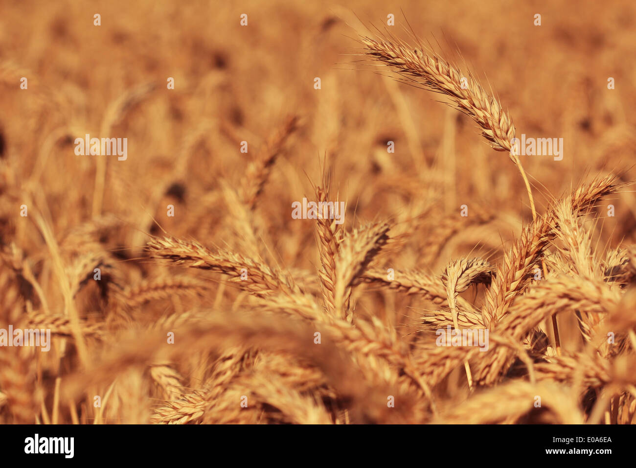 Hybrid corn crop hires stock photography and images Alamy