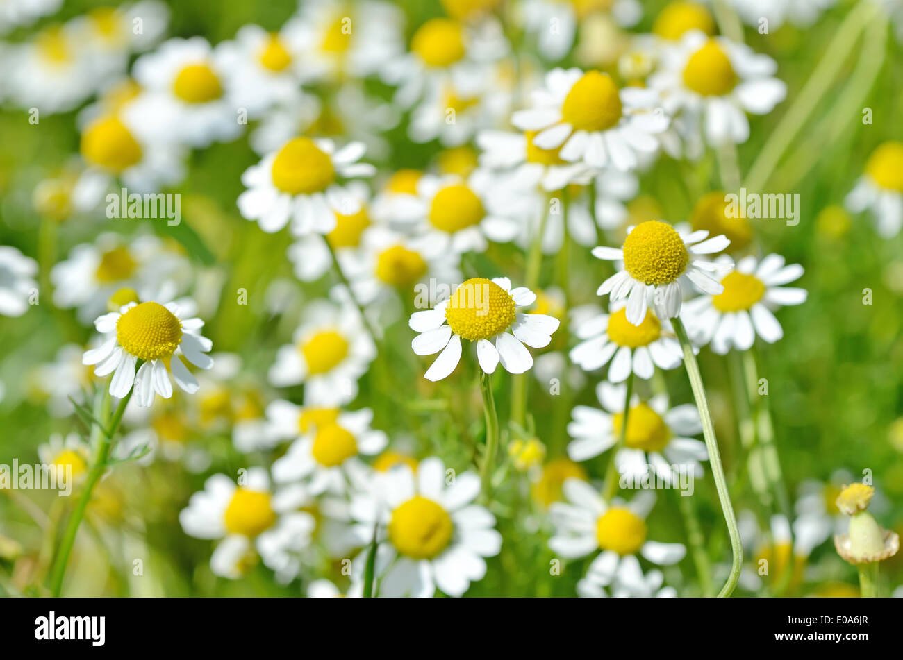 Chamomile lawn garden hires stock photography and images Alamy