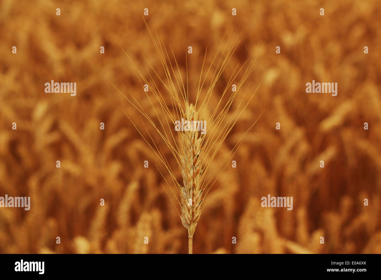 Triticale hybrid of wheat and rye corn field Stock Photo Alamy