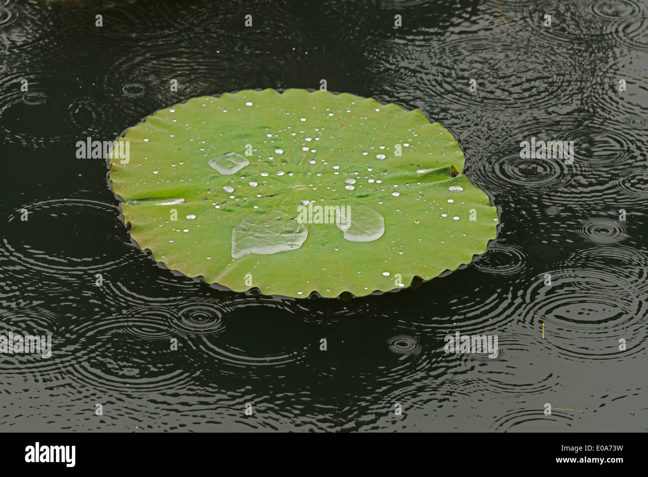 Rain drops on lily pads, Inle Lake, Shan State, Myanmar Stock Photo