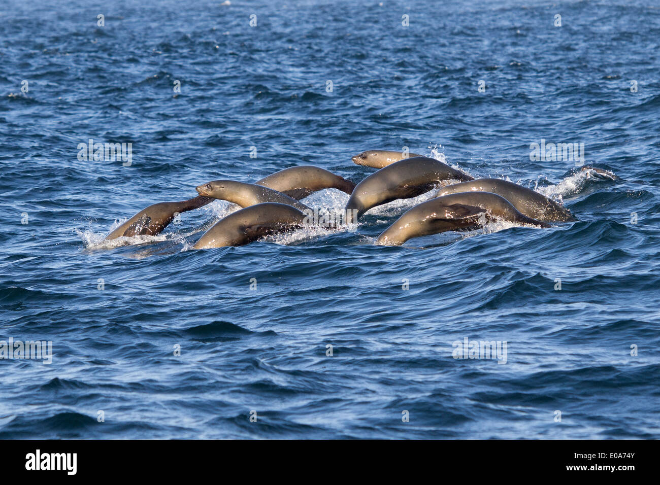 Group of Harbor seals, common seal, Phoca vitulina, San Francisco, California, USA Stock Photo