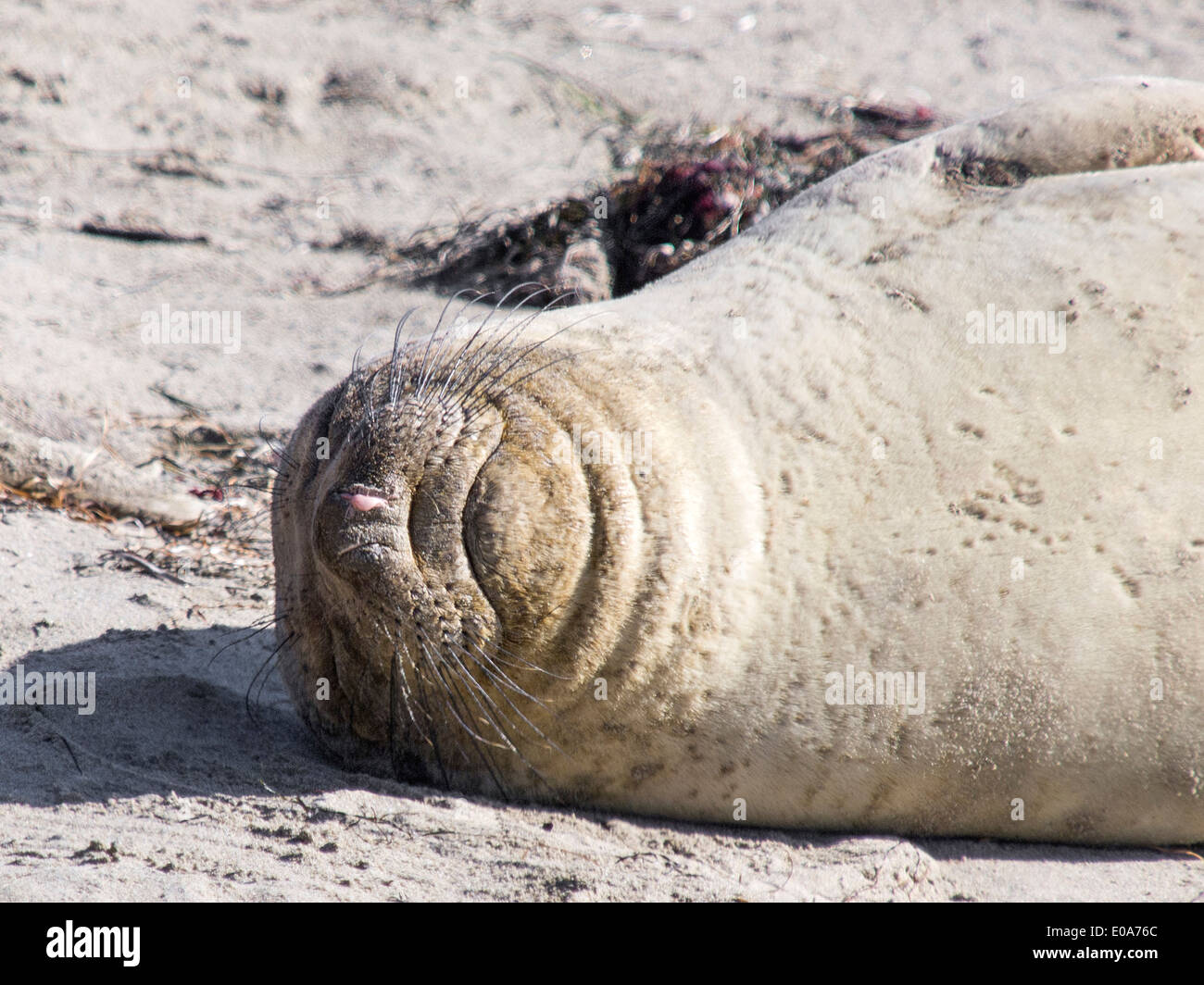 Northern Elephant Seal, Mirounga angustirostris, adolescent , Ano Nuevo State Park, California, USA Stock Photo