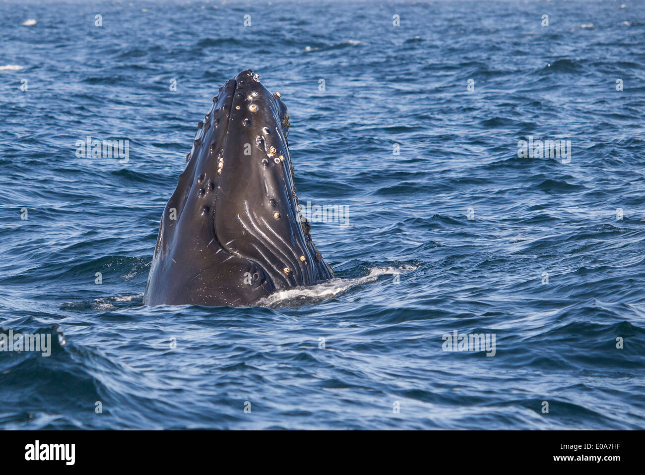 Humpback whale, calf, juvenile, Megaptera novaeangliae, Monterey, California, USA Stock Photo